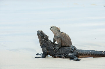 Male and Female Iguanas in Galapagos Islands