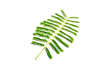green leaf of Barbados Pride tree ( Caesalpinia pulcherrima (L.) Sw. ) Tropical green leaves isolated on white background.