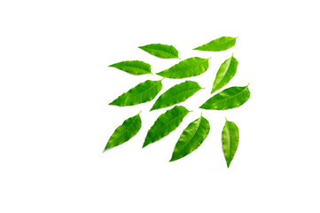 Green leaf isolated on white background.Medicinal Neem Leaves
