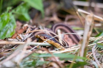 Fototapeta premium Ribbon Snake (Thamnophis sauritus) Garter North American Non-venomous Snake