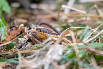 Ribbon Snake (Thamnophis sauritus) Garter North American Non-venomous Snake