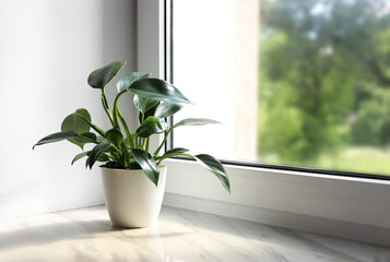 Beautiful houseplant with green leaves in pot on white window sill indoors. Space for text