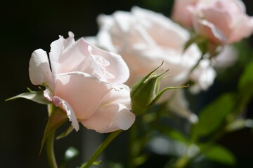 Beautiful pink rose flowers blooming outdoors, closeup. Space for text