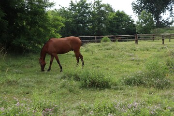 Beautiful horse grazing on green grass in paddock outdoors