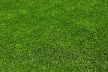 Fresh green grass as background, closeup view