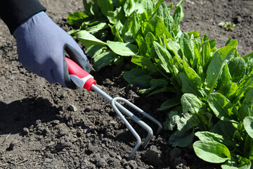 Gardener loosening soil near sorrel plants in garden, closeup