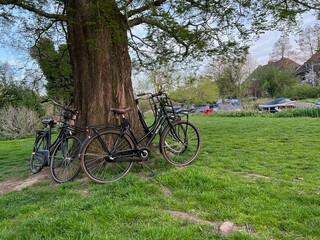 Fototapeta premium Many bicycles near tree in green park