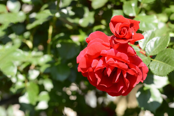 Beautiful blooming rose bush outdoors on sunny day, closeup. Space for text