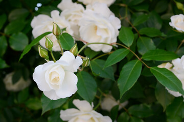 Obraz na płótnie Canvas Beautiful blooming rose bush outdoors, closeup view