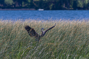 A great blue heron with its wings spread landed in a patch of cattails in a wetland.