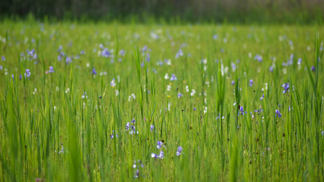 beautiful blue Iris sibirica near lake Chiemsee, Bavaria