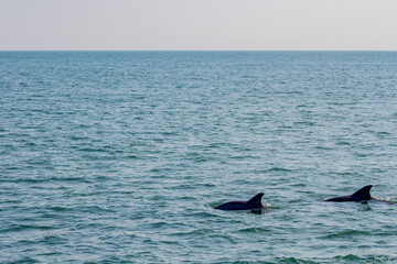 Fototapeta premium Dolphin watchin in Virginia Beach