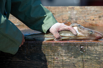 A fisherman or chef cleans fresh raw Atlantic cod fish on a splitting table. There are white fillets piled up in the background and the man is using a filleting knife on a codfish in the foreground.