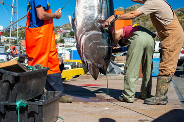 A large fresh catch of Atlantic bluefin tuna hangs ikejime style for gutting, cleaning, and...