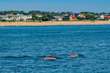 Dolphin watching in Virginia Beach