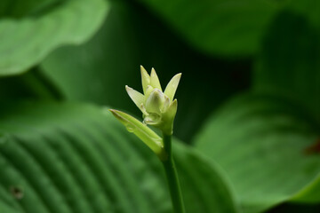雨に濡れる咲き始めのホスタ