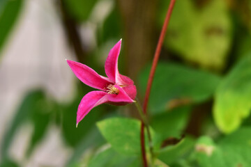 庭のクレマチス　プリンセスダイアナ