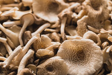 Fresh edible mushroom (Lentinus squarrosulus) on wooden background, Organic food ingredients in seasonal