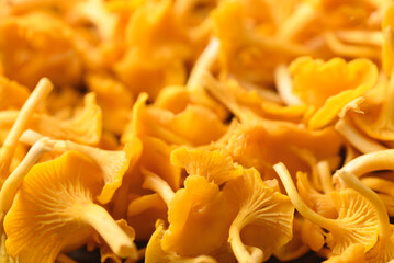 Edible orange mushroom, Organic food ingredients in seasonal, food background