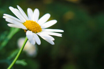 Obraz premium Flor e Margarita