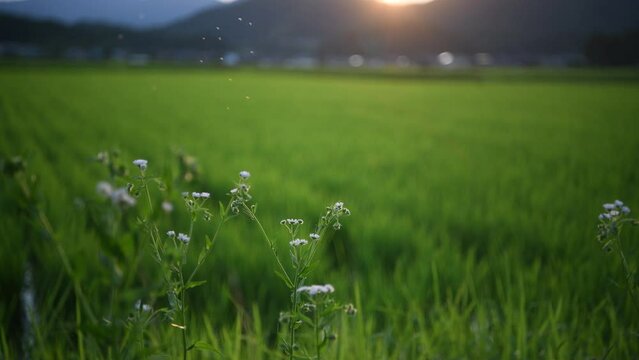 日が沈む前の田んぼ