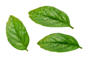 Green basil leaves isolated cutout