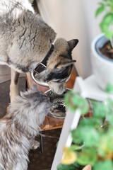 Dog and cat drinking water from the same bowl