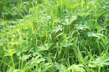 Various weeds on the grass