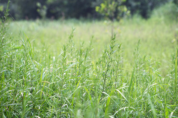 Wormwood grows outdoors