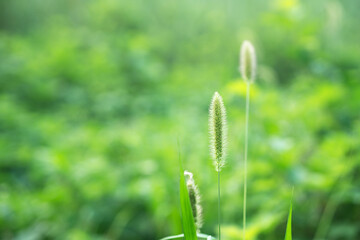 Dogtail grass closeup outdoors