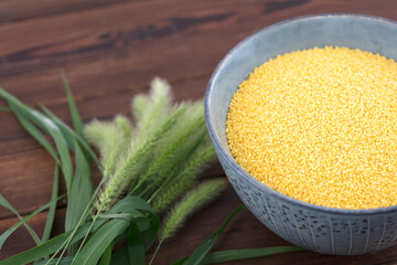 Millet originated from dog's tail grass