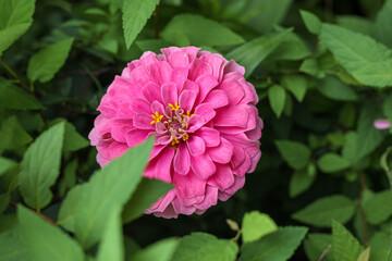 pink and white dahlia