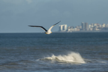 Fototapeta na wymiar Seagull flying in the blu ky , in Mar del Plata 
