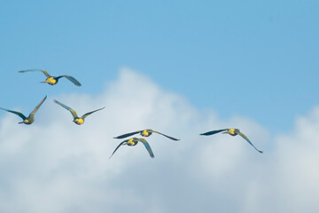 Burrowing parrots flying in the sky