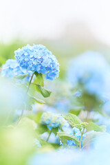 大河原公園の紫陽花