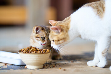 子猫と親猫