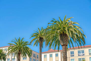 Fototapeta premium Palm trees outside apartment buildings in San Francisco, California