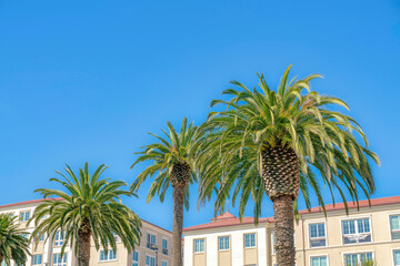 Fototapeta na wymiar Palm trees outside apartment buildings in San Francisco, California