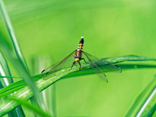 ススキの葉の上で翅を休めるムギワラトンボ