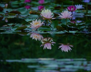 美しい睡蓮花の景色