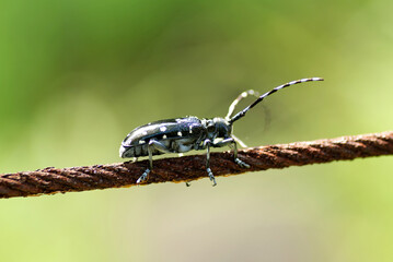 ゴマダラカミキリ