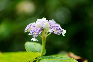 Obraz premium 玉紫陽花