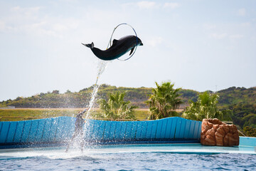 アドベンチャーワールドのイルカショー