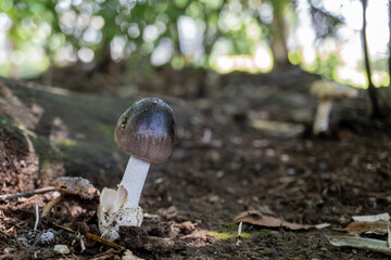 キノコ／ツルタケ（Amanita vaginata）の幼菌／テングタケ科