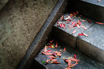 階段に落ちる落ち葉