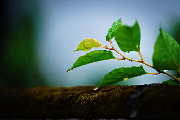 雨に濡れる桜の葉
