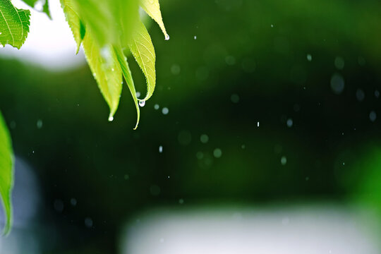 植物学images Browse 3 Stock Photos Vectors And Video Adobe Stock 植物学images Browse 3 Stock Photos Vectors And Video Adobe Stock