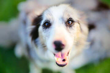 ボーダーコリー