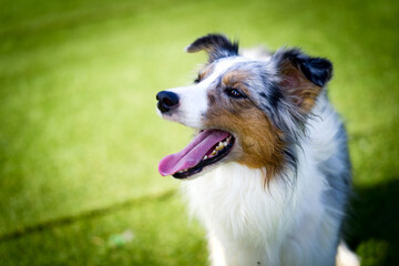 ボーダーコリー