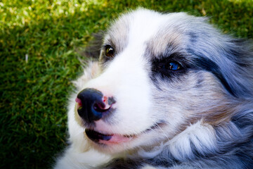 ボーダーコリー